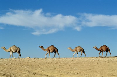 Kamelkarawane von Unbekannt Unbekannt